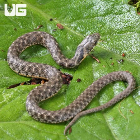 Baby Egyptian Diced Water Snake (Natrix tessellata) For Sale - Underground Reptiles