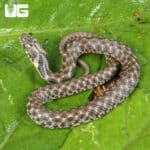 Baby Egyptian Diced Water Snake (Natrix tessellata) For Sale - Underground Reptiles