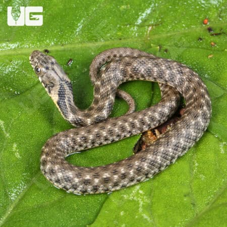 Baby Egyptian Diced Water Snake (Natrix tessellata) For Sale - Underground Reptiles