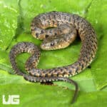 Baby Green Water Snakes For Sale - Underground Reptiles