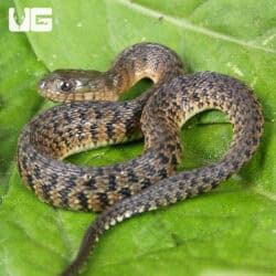 Baby Green Water Snakes For Sale - Underground Reptiles