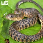Baby Green Water Snakes For Sale - Underground Reptiles