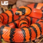 Baby Baby Tangerine Het Hypo Albino Honduran Milksnakes (Lampropeltis triangulum hondurensis) For Sale - Underground Reptiles