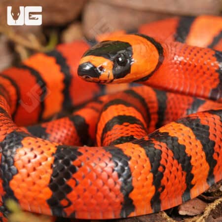 Baby Baby Tangerine Het Hypo Albino Honduran Milksnakes (Lampropeltis triangulum hondurensis) For Sale - Underground Reptiles