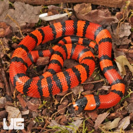 Baby Baby Tangerine Het Hypo Albino Honduran Milksnakes (Lampropeltis triangulum hondurensis) For Sale - Underground Reptiles
