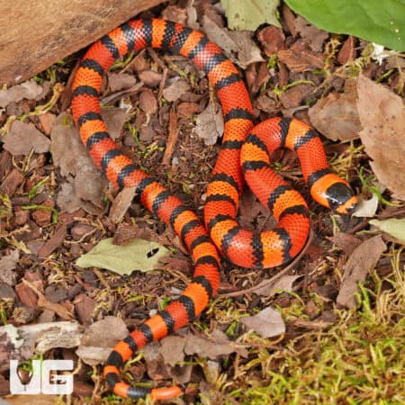 Baby Baby Tangerine Het Hypo Albino Honduran Milksnakes (Lampropeltis triangulum hondurensis) For Sale - Underground Reptiles