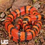 Baby Baby Tangerine Het Hypo Albino Honduran Milksnakes (Lampropeltis triangulum hondurensis) For Sale - Underground Reptiles