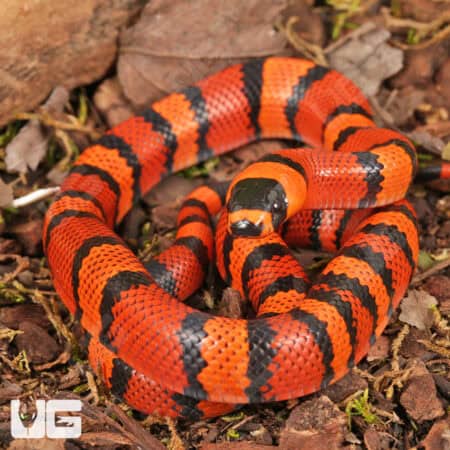 Baby Baby Tangerine Het Hypo Albino Honduran Milksnakes (Lampropeltis triangulum hondurensis) For Sale - Underground Reptiles