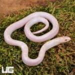 Baby White Sided Lavender Florida Kingsnake For Sale - Underground Reptiles