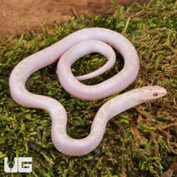 Baby White Sided Lavender Florida Kingsnake For Sale - Underground Reptiles