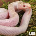 Baby White Sided Lavender Florida Kingsnake For Sale - Underground Reptiles