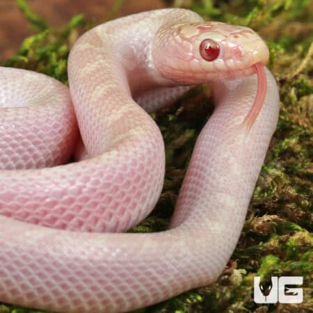 Baby White Sided Lavender Florida Kingsnake For Sale - Underground Reptiles