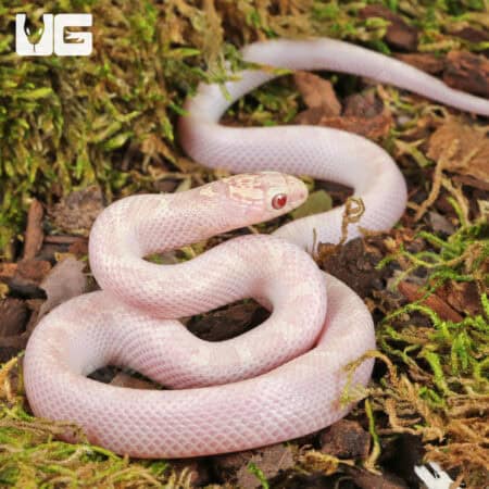 Baby White Sided Lavender Florida Kingsnake For Sale - Underground Reptiles