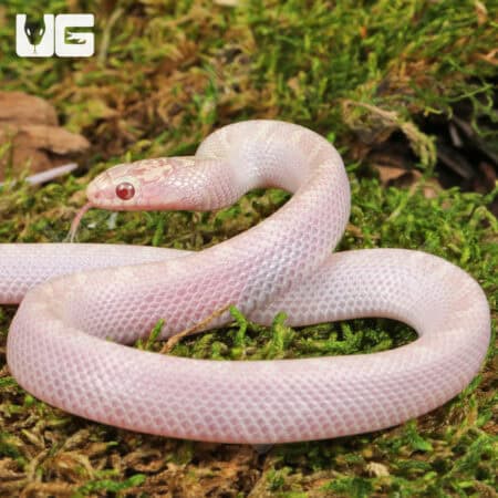 Baby White Sided Lavender Florida Kingsnake For Sale - Underground Reptiles