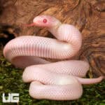 Baby Albescent Florida Kingsnakes For Sale - Underground Reptiles
