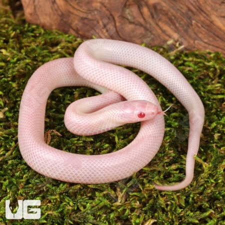 Baby Albescent Florida Kingsnakes For Sale - Underground Reptiles