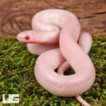 Baby Albescent Florida Kingsnakes For Sale - Underground Reptiles