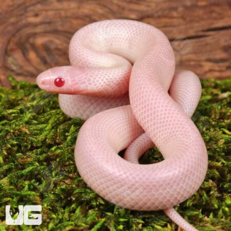 Baby Albescent Florida Kingsnakes For Sale - Underground Reptiles