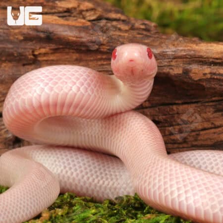 Baby Albescent Florida Kingsnakes For Sale - Underground Reptiles