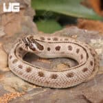 Baby Arctic Anaconda Western Hognose Snake (Heterodon nasicus) For Sale - Underground Reptiles