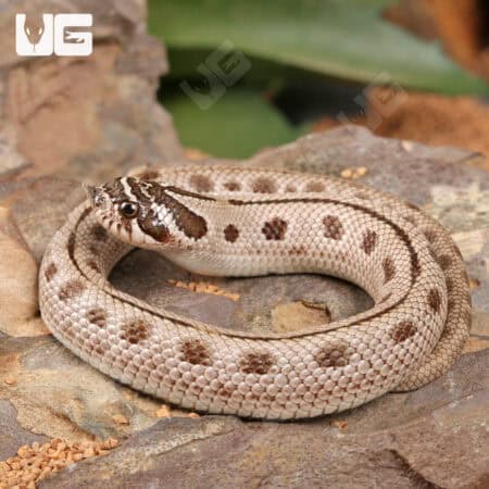 Baby Arctic Anaconda Western Hognose Snake (Heterodon nasicus) For Sale - Underground Reptiles