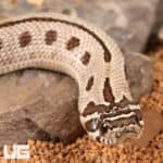Baby Arctic Anaconda Western Hognose Snake (Heterodon nasicus) For Sale - Underground Reptiles