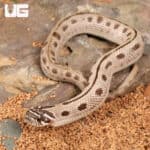 Baby Arctic Anaconda Western Hognose Snake (Heterodon nasicus) For Sale - Underground Reptiles