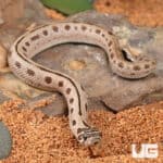 Baby Arctic Anaconda Western Hognose Snake (Heterodon nasicus) For Sale - Underground Reptiles