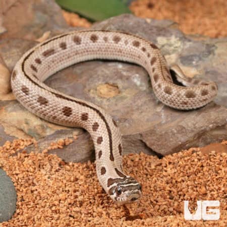 Baby Arctic Anaconda Western Hognose Snake (Heterodon nasicus) For Sale - Underground Reptiles
