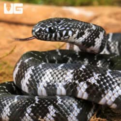 Baby Axanthic Florida Kingsnake For Sale - Underground Reptiles