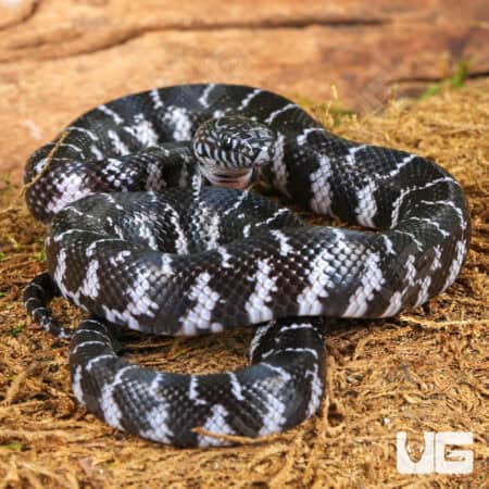 Baby Axanthic Florida Kingsnake For Sale - Underground Reptiles