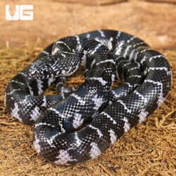 Baby Axanthic Florida Kingsnake For Sale - Underground Reptiles