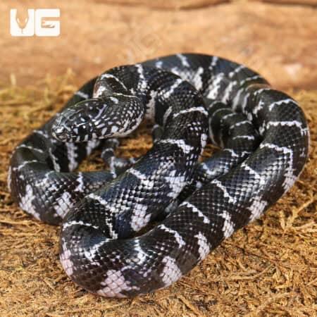 Baby Axanthic Florida Kingsnake For Sale - Underground Reptiles
