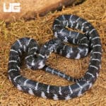 Baby Axanthic Florida Kingsnake For Sale - Underground Reptiles