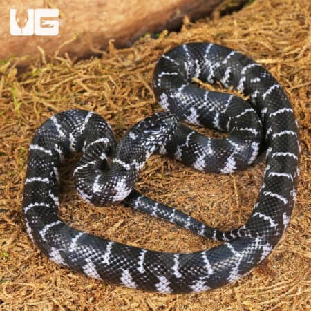 Baby Axanthic Florida Kingsnake For Sale - Underground Reptiles
