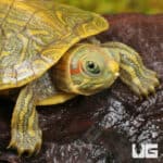 Baby Clown Red Ear Slider Turtles For Sale - Underground Reptiles