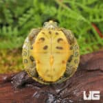 Baby Clown Red Ear Slider Turtles For Sale - Underground Reptiles