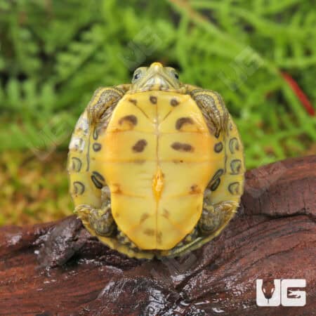 Baby Clown Red Ear Slider Turtles For Sale - Underground Reptiles