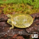 Baby Clown Red Ear Slider Turtles For Sale - Underground Reptiles