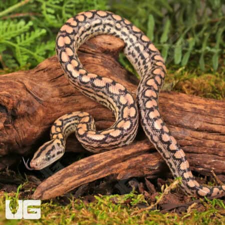 C.B. Baby Colombian Rainbow Boas For Sale - Underground Reptiles