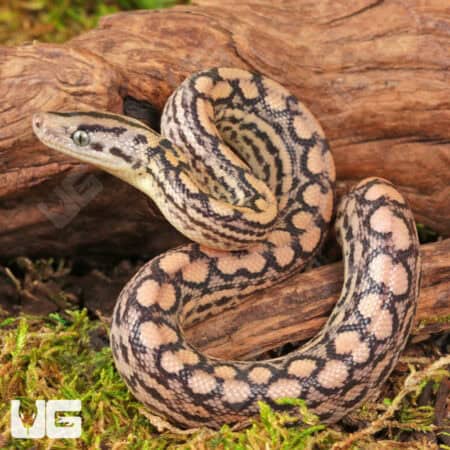C.B. Baby Colombian Rainbow Boas For Sale - Underground Reptiles