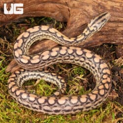 C.B. Baby Colombian Rainbow Boas For Sale - Underground Reptiles