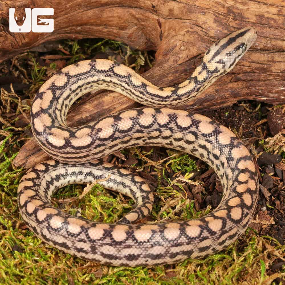 C.B. Baby Colombian Rainbow Boas For Sale - Underground Reptiles