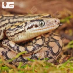 C.B. Baby Colombian Rainbow Boas For Sale - Underground Reptiles