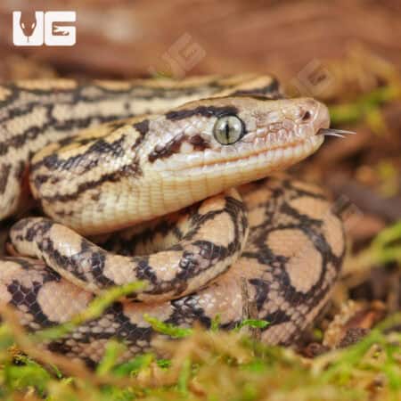 C.B. Baby Colombian Rainbow Boas For Sale - Underground Reptiles