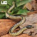 Baby Desert Kingsnakes For Sale - Underground Reptiles
