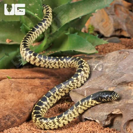 Baby Desert Kingsnakes For Sale - Underground Reptiles