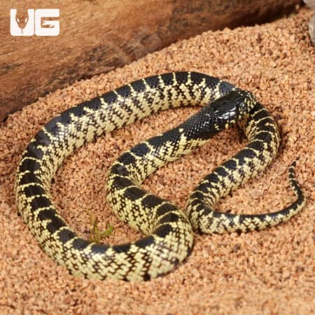 Baby Desert Kingsnakes For Sale - Underground Reptiles