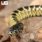 Baby Desert Kingsnakes For Sale - Underground Reptiles