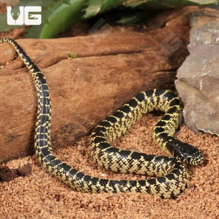 Baby Desert Kingsnakes For Sale - Underground Reptiles